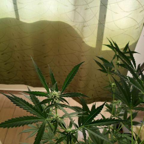 Assorted auto buddha seed  growlog timeline photo