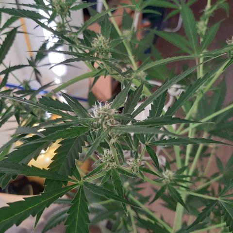 Assorted auto buddha seed  growlog timeline photo