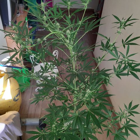 Assorted auto buddha seed  growlog timeline photo