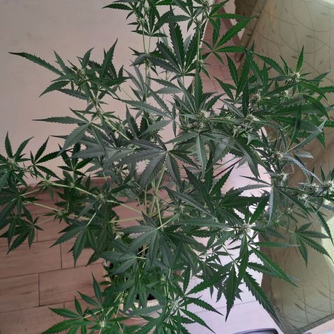 Assorted auto buddha seed  growlog timeline photo