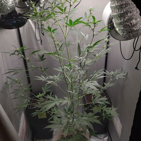 Assorted auto buddha seed  growlog timeline photo