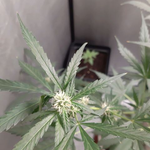 Assorted auto buddha seed  growlog timeline photo