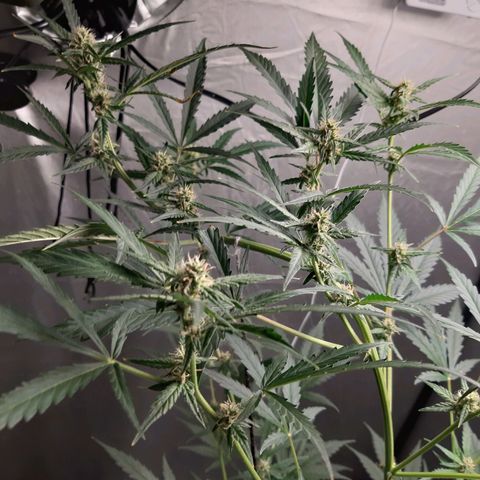 Assorted auto buddha seed  growlog timeline photo