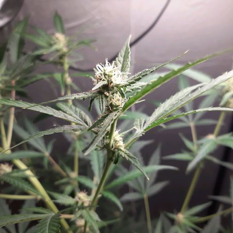 Assorted auto buddha seed  growlog timeline photo