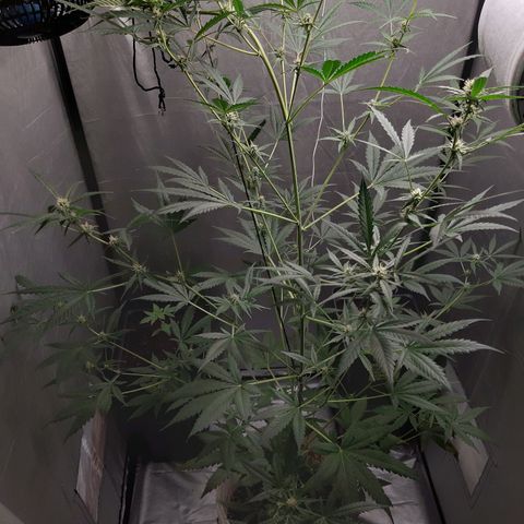 Assorted auto buddha seed  growlog timeline photo