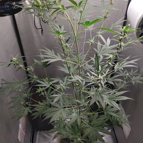 Assorted auto buddha seed  growlog timeline photo