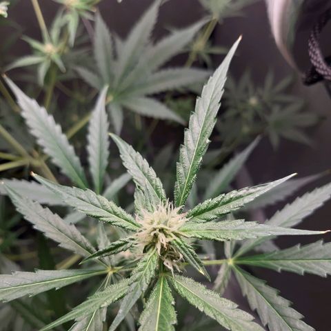 Assorted auto buddha seed  growlog timeline photo