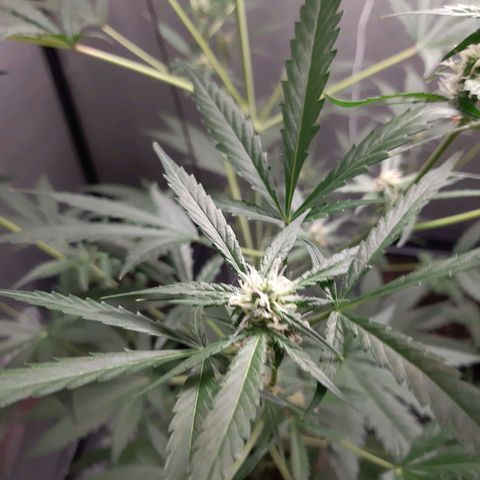 Assorted auto buddha seed  growlog timeline photo
