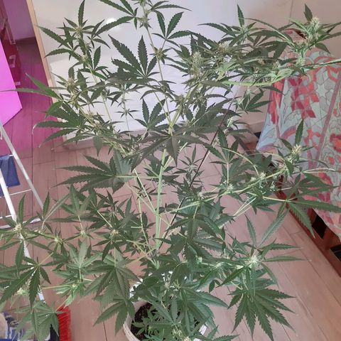 Assorted auto buddha seed  growlog timeline photo