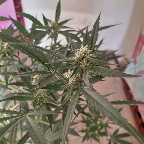 Assorted auto buddha seed  growlog timeline photo