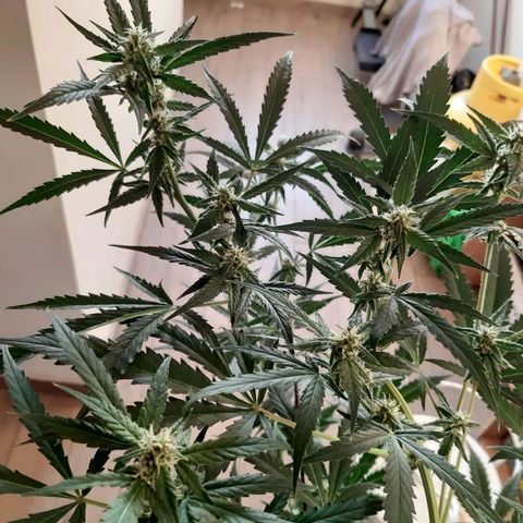 Assorted auto buddha seed  growlog timeline photo