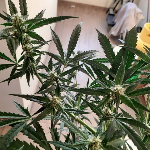 Assorted auto buddha seed  growlog timeline photo