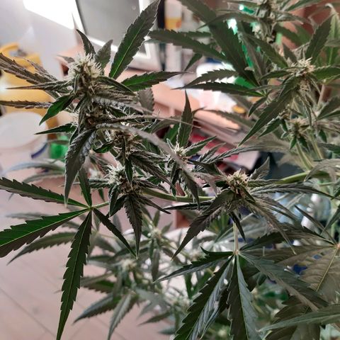 Assorted auto buddha seed  growlog timeline photo
