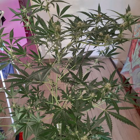 Assorted auto buddha seed  growlog timeline photo