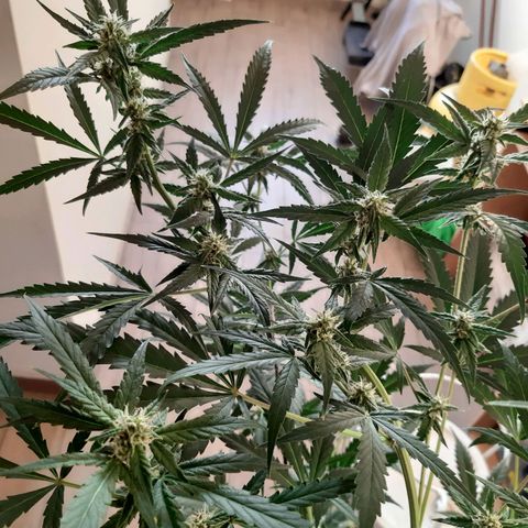 Assorted auto buddha seed  growlog timeline photo