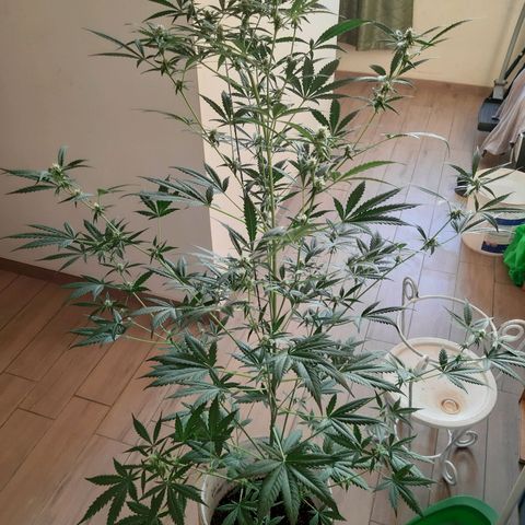 Assorted auto buddha seed  growlog timeline photo