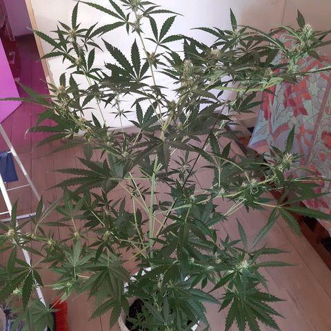 Assorted auto buddha seed  growlog timeline photo