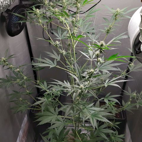 Assorted auto buddha seed  growlog timeline photo
