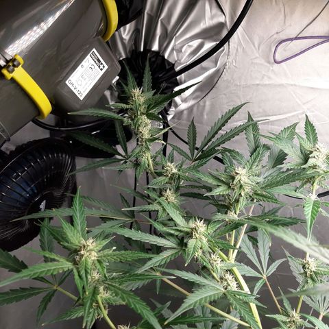 Assorted auto buddha seed  growlog timeline photo