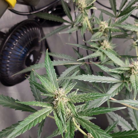 Assorted auto buddha seed  growlog timeline photo