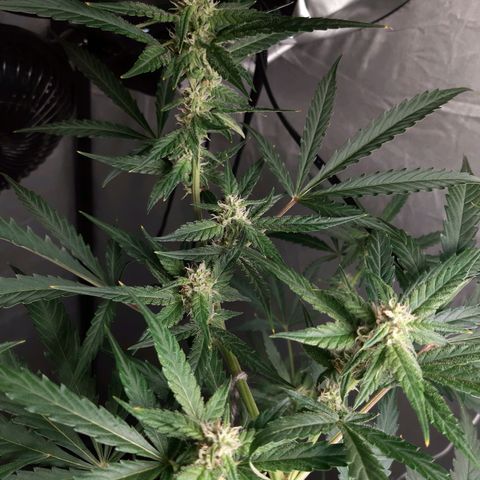 Assorted auto buddha seed  growlog timeline photo