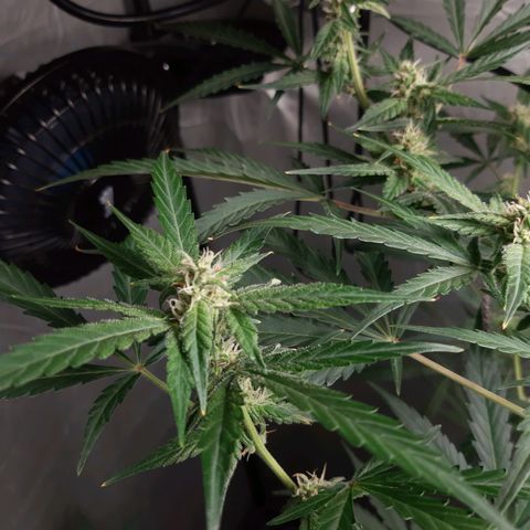 Assorted auto buddha seed  growlog timeline photo