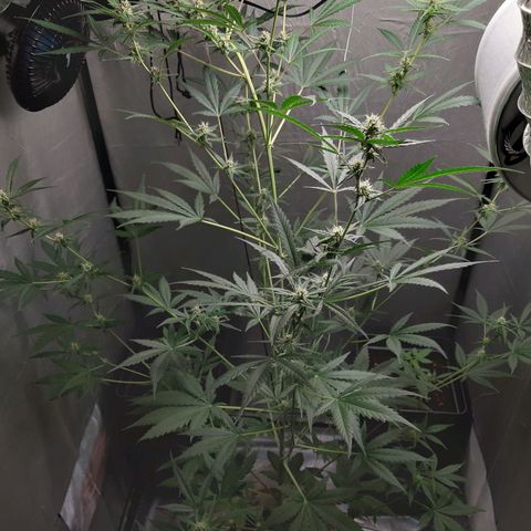 Assorted auto buddha seed  growlog timeline photo