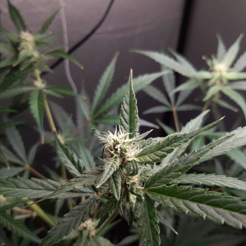 Assorted auto buddha seed  growlog timeline photo