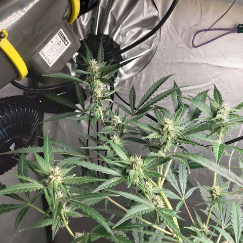 Assorted auto buddha seed  growlog timeline photo