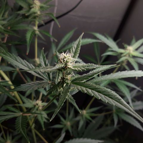 Assorted auto buddha seed  growlog timeline photo