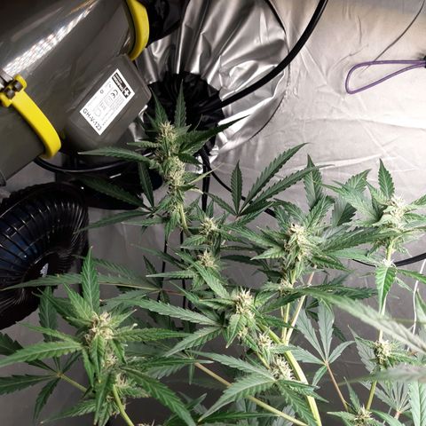 Assorted auto buddha seed  growlog timeline photo
