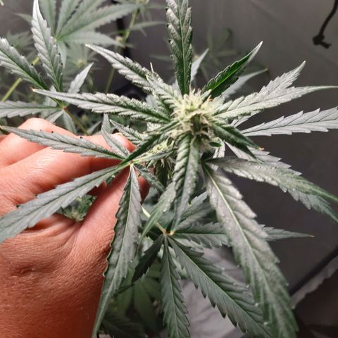 Assorted auto buddha seed  growlog timeline photo