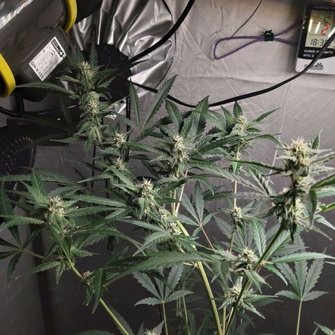 Assorted auto buddha seed  growlog timeline photo