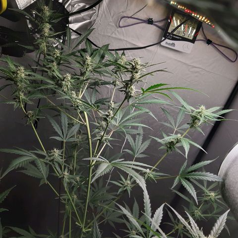 Assorted auto buddha seed  growlog timeline photo