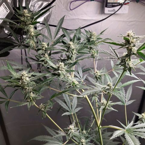 Assorted auto buddha seed  growlog timeline photo