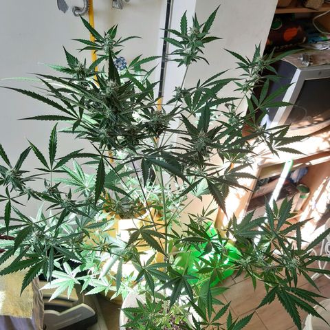 Assorted auto buddha seed  growlog timeline photo