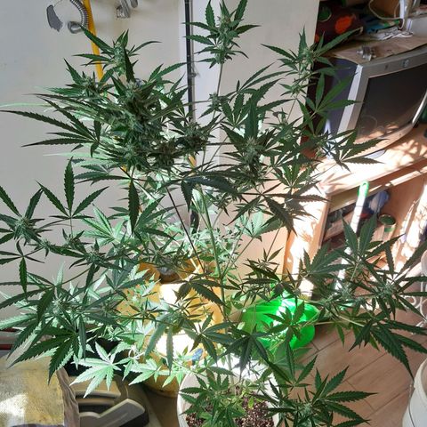 Assorted auto buddha seed  growlog timeline photo