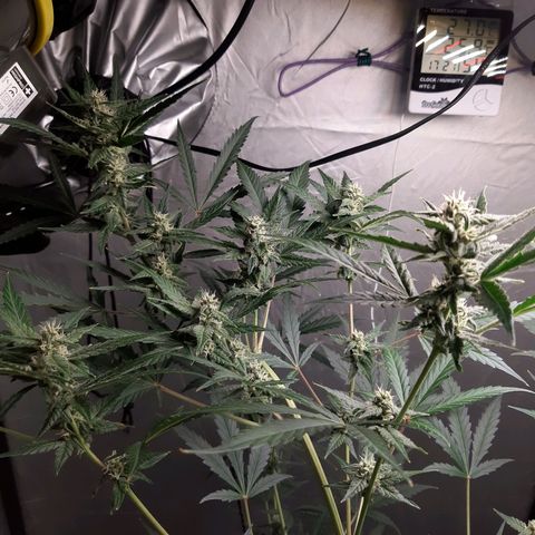 Assorted auto buddha seed  growlog timeline photo