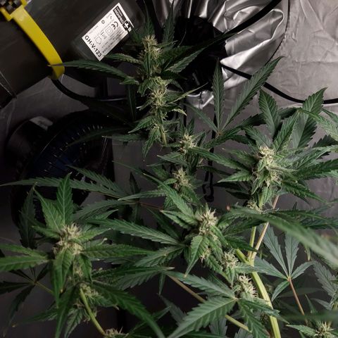 Assorted auto buddha seed  growlog timeline photo