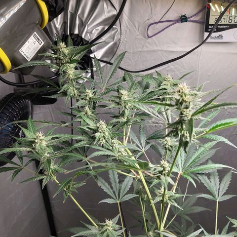 Assorted auto buddha seed  growlog timeline photo