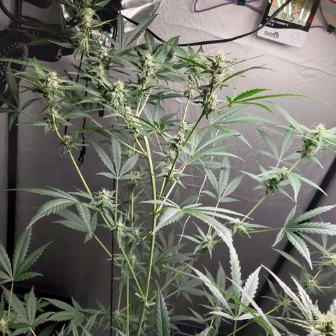 Assorted auto buddha seed  growlog timeline photo