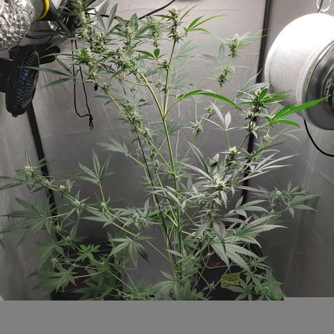 Assorted auto buddha seed  growlog timeline photo