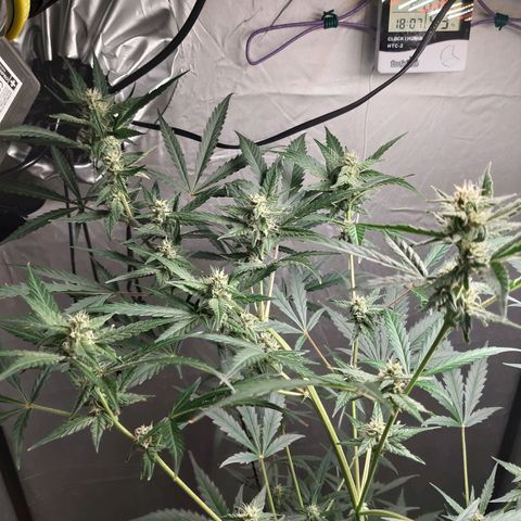 Assorted auto buddha seed  growlog timeline photo
