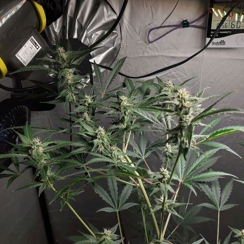 Assorted auto buddha seed  growlog timeline photo