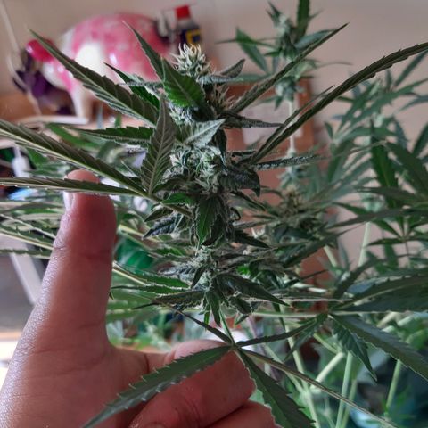 Assorted auto buddha seed  growlog timeline photo