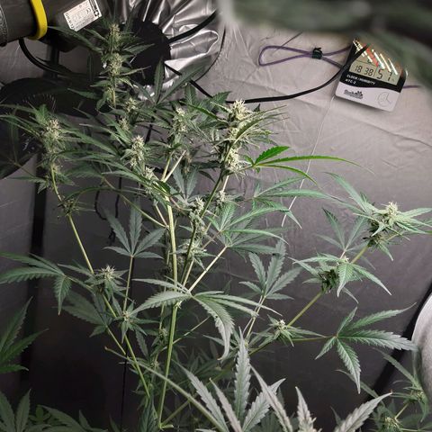 Assorted auto buddha seed  growlog timeline photo