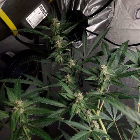 Assorted auto buddha seed  growlog timeline photo