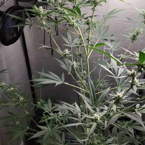 Assorted auto buddha seed  growlog timeline photo