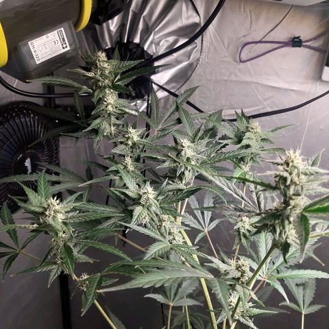 Assorted auto buddha seed  growlog timeline photo