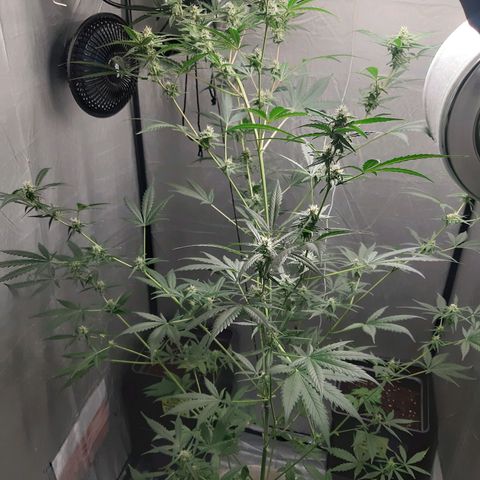 Assorted auto buddha seed  growlog timeline photo